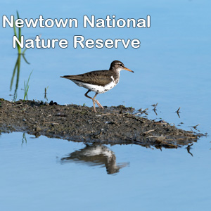 Logo for Newtown Nature Reserve - part of the Coastal Trail